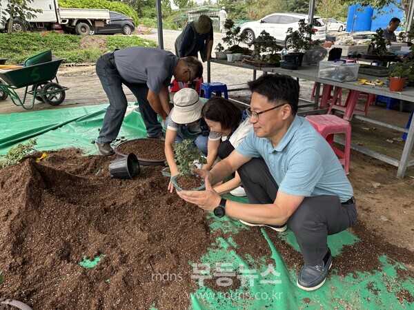함평군 국화동호회, 국화 분재 준비 사진