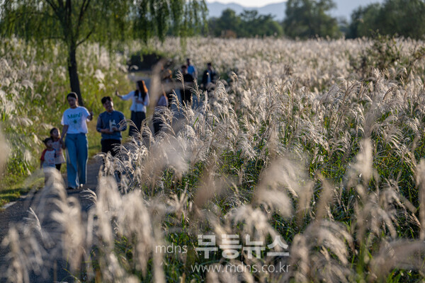 제10회 서창억새축제 16일 노을 개막식