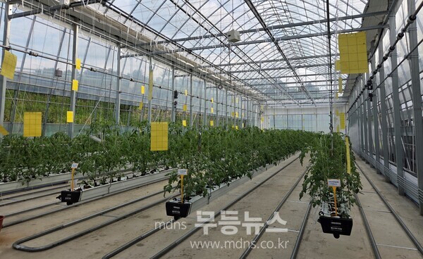 대추방울토마토 재배 온실 전경(2025.9.10. 토마토 정식)