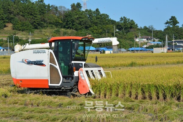 지난 10일, 안좌면 마진리의 농가가 콤바인으로 벼 수확을 하고 있다.