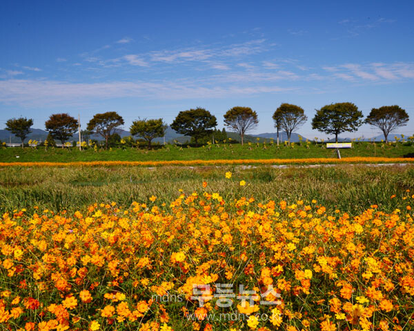 황룡강 꽃길 (자료사진)