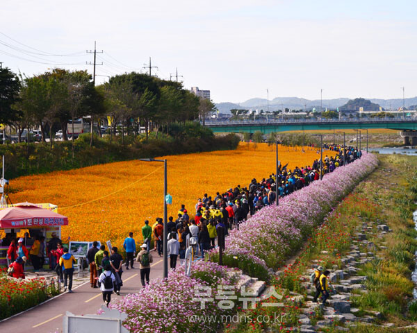 황룡강 꽃길을 찾은 관광객들 (자료사진)