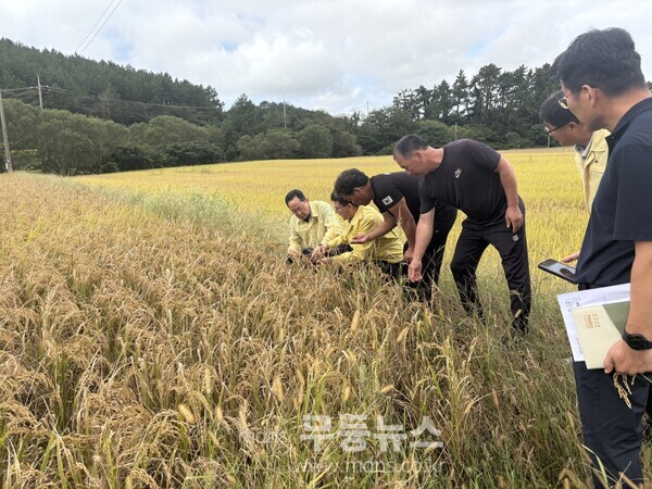 벼 깨씨무늬병 피해 농업재해 인정/해남군 제공