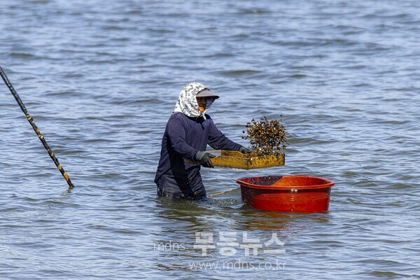 광양시, 남해,하동군과 전통어업 세계화 공동 대응 박차 - 손틀어업