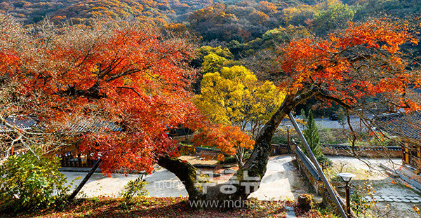 불회사의 단풍. (사진 제공-나주시)