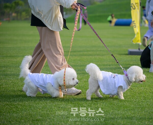 오천그린광장에서 산책 중인 댕댕이/순천시 제공