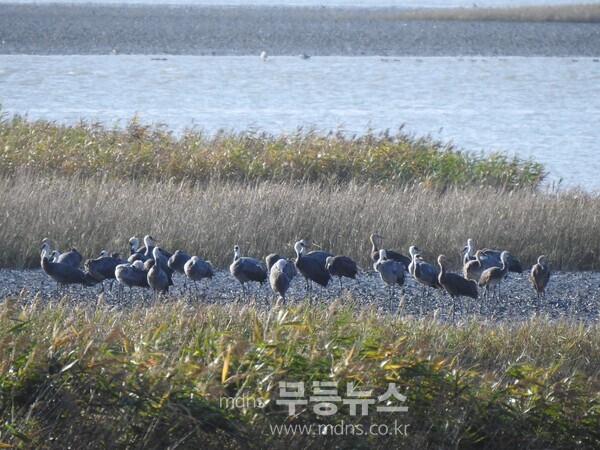 지난 22일 흑두루미 73마리가 순천만 갯벌에서 휴식을 취하고있다./순천시 제공