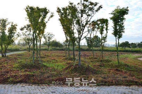 풀베기 작업으로 황량한 구간 (10월 5일 사진촬영 / 조경륜)