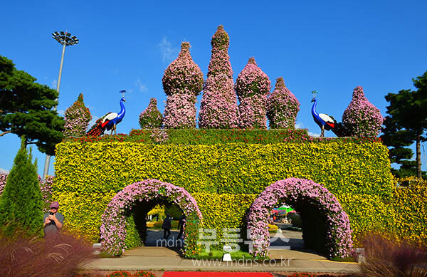24일 개막한 2025 대한민국 국향대전 (사진촬영 / 조경륜)