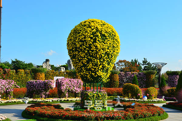 24일 개막한 2025 대한민국 국향대전 (사진촬영 / 조경륜)