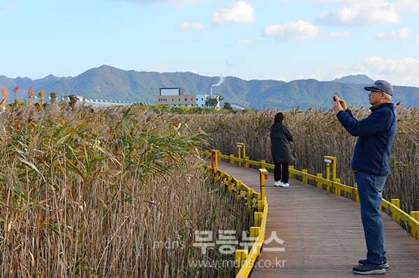 탐진강 갈대숲 과 제10회 강진맍 춤추는 갈대축제 스케치 (27일 오전 10시경 사진촬영 /조경륜)