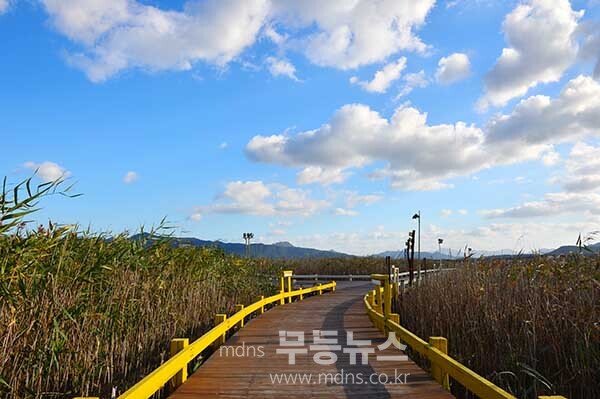 탐진강 갈대숲 과 제10회 강진맍 춤추는 갈대축제 스케치 (27일 오전 10시경 사진촬영 /조경륜)