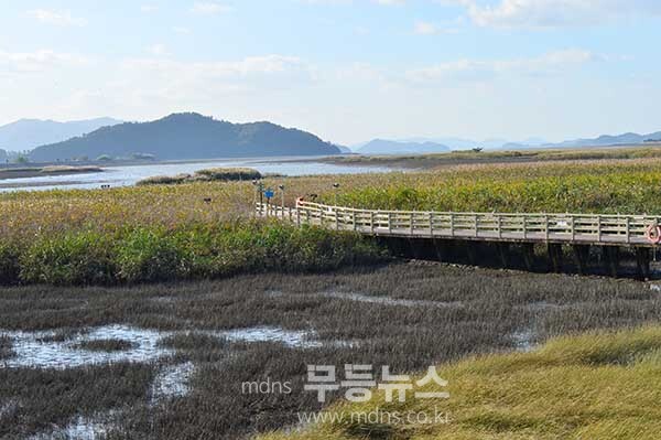 탐진강 갈대숲 과 제10회 강진맍 춤추는 갈대축제 스케치 (27일 오전 10시경 사진촬영 /조경륜)