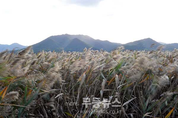 탐진강 갈대숲 과 제10회 강진맍 춤추는 갈대축제 스케치 (27일 오전 10시경 사진촬영 /조경륜)