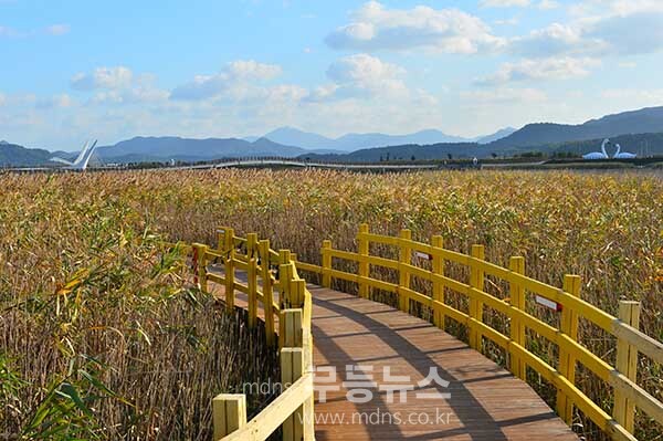 탐진강 갈대숲 과 제10회 강진맍 춤추는 갈대축제 스케치 (27일 오전 10시경 사진촬영 /조경륜)