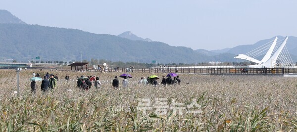 제10회 강진만 춤추는 갈대축제가 강진만 생태공원에서 열린 가운데 관광객들이 강진만 갈대밭을 거닐며 가을을 만끽하고 있다./강진군 제공