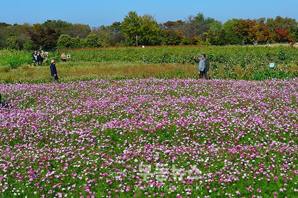 2025 국제농업박람회 / 가을 꽃의 코스모스 단지 (사진촬영 / 조경륜)