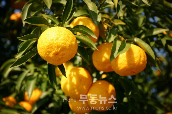 고흥에서 생산된 유자