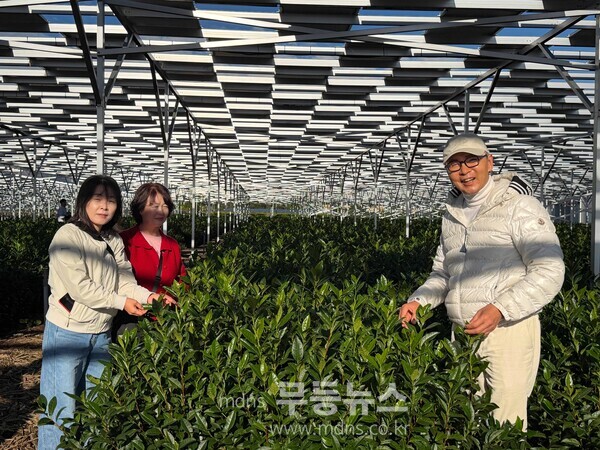보성군, 일본 시즈오카 벤치마킹 통해 ‘K-TEA 보성말차’ 글로벌 성장 시동_영농형 태양광을 설치한 스마트 에너지 다원인 스츠카 솔라 차원을 방문했다./보성군 제공