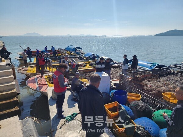 물김 경매 입찰 현장/신안군 제공