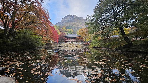 장성 백양사 쌍계루 앞 연못에 붉은 단풍이 비치며 가을 정취를 더하고 있다.  (사진촬영 ;  2025년 11월 8일, 조경륜)