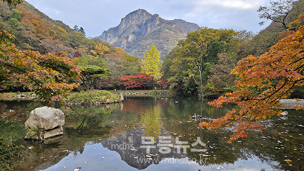 장성 백양사  붉게 물든 단품이 가을 정취를 더하고 있다. (사진촬영 ; 2025년 11월 8일, 조경륜)