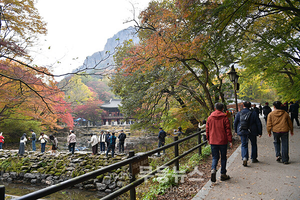 장성 백양사 쌍계루 앞 연못에 붉은 단풍이 비치며 가을 정취를 더하고 있다.  (사진촬영 ;  2025년 11월 8일, 조경륜)
