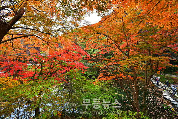 장성 백양사 단풍 가을 정취를 더하고 있다. (사진촬영 ; 2025년 11월 8일, 조경륜)