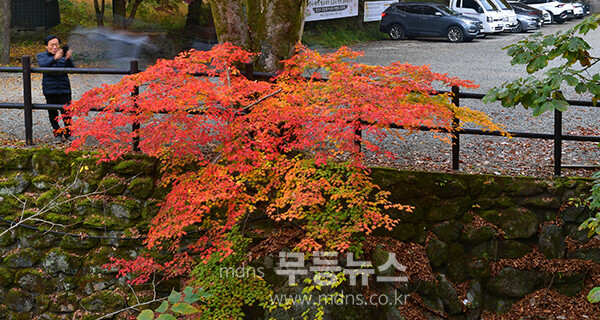 장성 백양사 애기단풍 (사진촬영 / 조경륜)