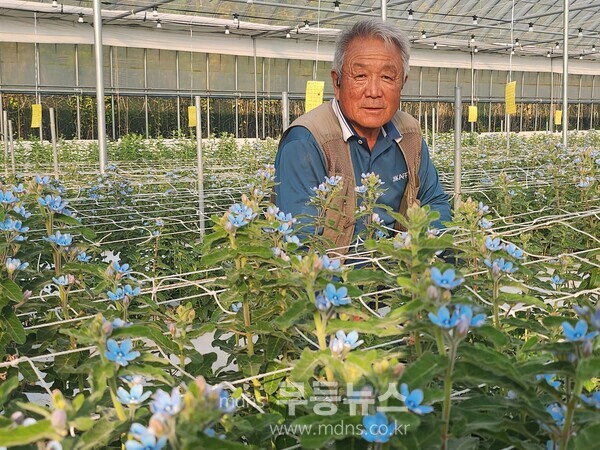 시범 사업 대상 작천면 박현기 농가 ‘옥시페탈륨’ 수확 전 모습