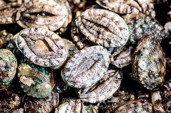 진도 전복 (진도군 제공)