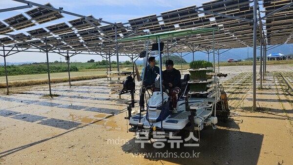 영암군 영농형 태양광 실증 논 벼이양작업
