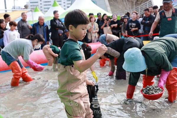 보성군, 제21회 벌교꼬막축제로 여러분을 초대합니다_벌교꼬막 잡기 체험
