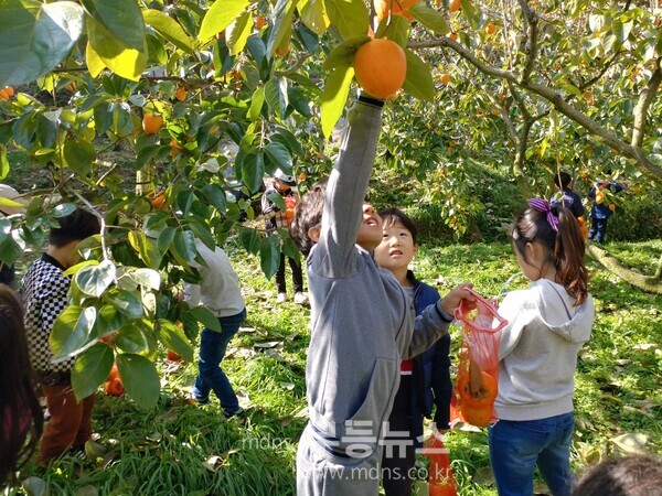 농촌체험휴향마을-곡성 가정마을에서 감 따기 체험을 하고 있는 어린이들 (전남도 제공)