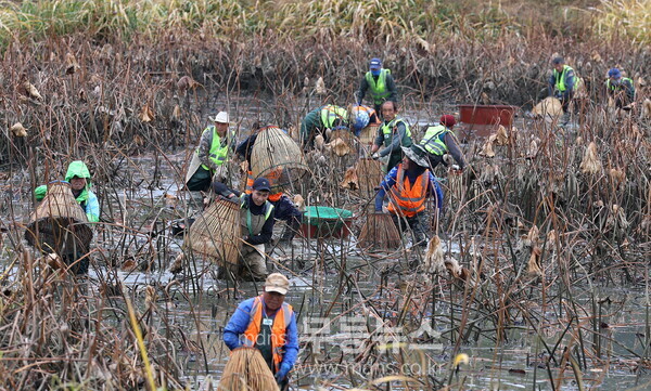 강진군 병영면 중고저수지 가래치기