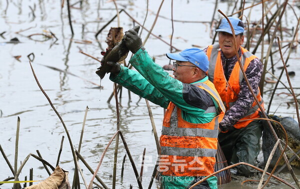 강진군 병영면 중고저수지 가래치기