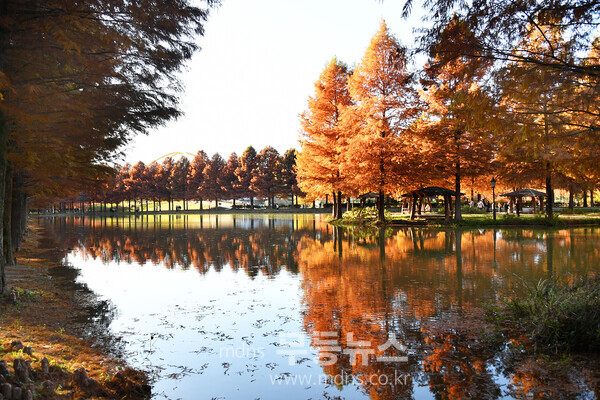 담양 메타세쿼이아길, 가을 풍경 ‘장관’/담양군 제공
