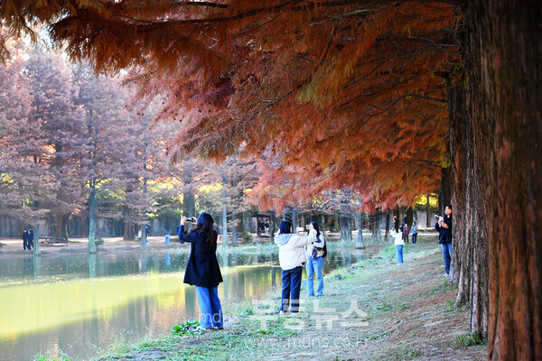 담양 메타세쿼이아길, 가을 풍경 ‘장관’