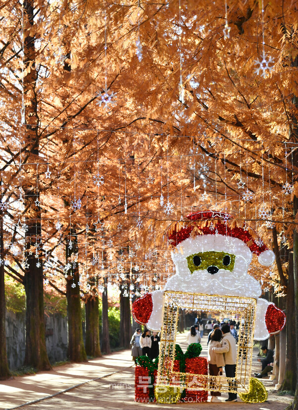 메타세쿼이아 가을