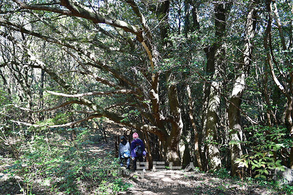 남원읍에 위치한 ‘메체왓숲길 (25년 11월 16일 사진촬영 / 조경륜)
