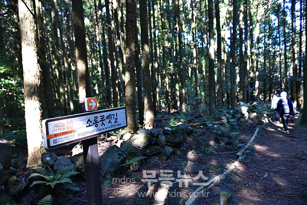 남원읍에 위치한 ‘메체왓숲길 (25년 11월 16일 사진촬영 / 조경륜)