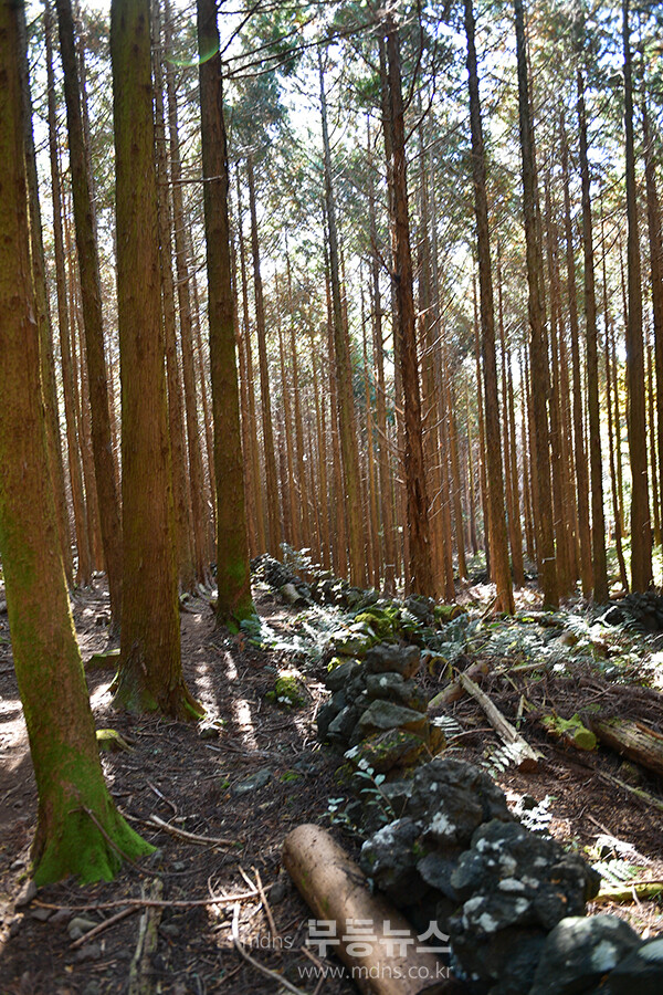 남원읍에 위치한 ‘메체왓숲길 (25년 11월 16일 사진촬영 / 조경륜)