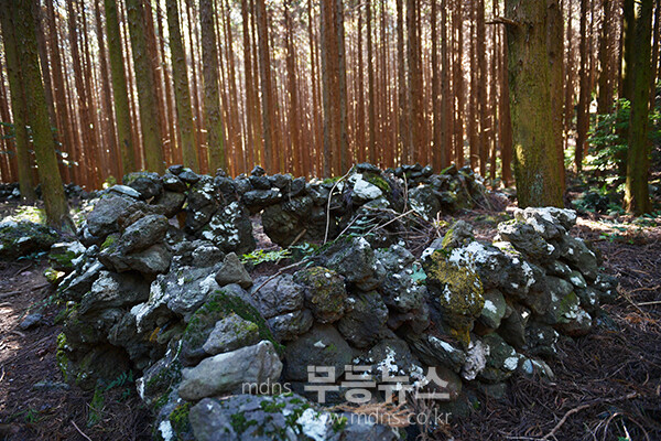 남원읍에 위치한 ‘메체왓숲길 (25년 11월 16일 사진촬영 / 조경륜)