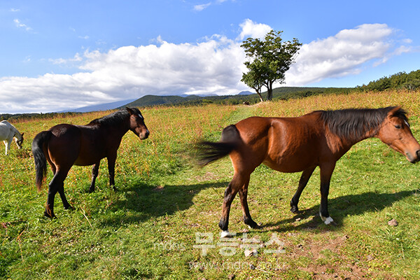 남원읍에 위치한 ‘메체왓숲길 (25년 11월 16일 사진촬영 / 조경륜)