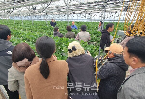 함평군, 전남 TOP 딸기 경영모델 실용화 사업 연시회 성료 /함평군 제공
