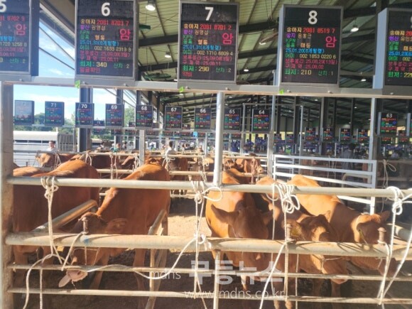 한우 집에서도 사세요 스마트 가축시장 대호응/해남군 제공