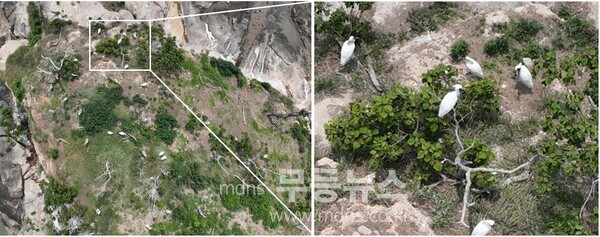 지난 6월초 순천시 별량면 무인도서에서 관찰된 저어새 번식지/순천시 제공