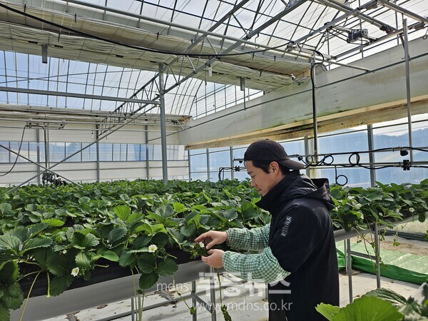 신규농업인 현장실습 선도농가 박성철 대표 농장에서 재배 실습중인 모습./강진군 제공